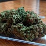 Качественные семена конопли Auto Royal Gorilla feminised GanjaLiveSeeds