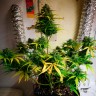 Семена марихуаны Auto Royal Gorilla feminised GanjaLiveSeeds