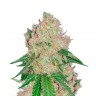 Недорогие семена марихуаны Auto Royal Gorilla feminised GanjaLiveSeeds