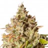 Качественные семена марихуаны Auto Royal Gorilla feminised GanjaLiveSeeds