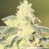 магазин семян конопли купить Auto Gorilla Glue CBD feminised Ganja Seeds