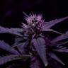 где заказать семена конопли Skunk x Early Skunk feminised