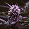 заказать семена конопли наложенным платежом Skunk x Early Skunk feminised