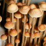 отпечатки галлюциногенных грибов Tampanensis