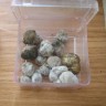 споры грибов Tampanensis
