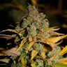 Купить семена конопли фотопериодных сортов Wappa feminised Ganja Seeds