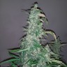 Заказать фотик Wappa feminised Ganja Seeds