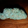 регулярные семена конопли Auto Hell's Angel OG feminised Ganja Seeds