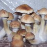 купить качественные отпечатки псилоцибиновых грибов B+