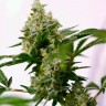семена конопли курьером Auto Amnesia feminised Ganja Live Seeds