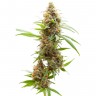 семена конопли для курения Auto Amnesia feminised Ganja Live Seeds