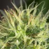 семена конопли для выращивания Auto Amnesia feminised Ganja Live Seeds