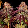 урбеч из семян конопли Auto Mimosa feminised Ganja Seeds