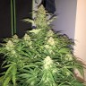 семена конопли марихуаны Auto Amnesia Haze feminised Ganja Live Seeds