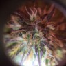 семена конопли элитных сортов Auto Amnesia Haze feminised Ganja Live Seeds