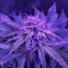 семена конопли для выращивания Auto Amnesia Haze feminised Ganja Live Seeds
