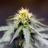 Семена каннабиса Auto Lowryder feminised GanjaLiveSeeds