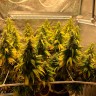 Качественные семена марихуаны Auto Gagarin 2 feminised GanjaLiveSeeds