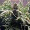 Семена марихуаны Auto Gagarin 2 feminised GanjaLiveSeeds