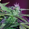 купить семена сортовой конопли Auto Pineapple feminised