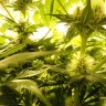 купить автоцветущие семена конопли Auto Pineapple feminised