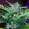 купить семена конопли феминизированные Auto Pineapple feminised
