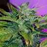 купить семена конопли интернет магазин Auto Pineapple feminised
