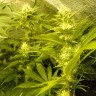 купить семена конопли в фирменной упаковке Auto Pineapple feminised