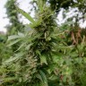 купить семена конопли Auto Pineapple feminised