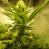 купить семена конопли в Украине Auto Pineapple feminised