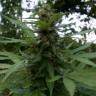 купить семена конопли с доставкой Auto Pineapple feminised