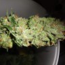 купить семена конопли в оригинальных упаковках Auto Pineapple feminised