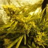 купить урожайные семена конопли Auto Pineapple feminised