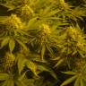 купить семена конопли гидропоники Auto Pineapple feminised