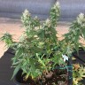 купить семена конопли Киев Auto Pineapple feminised