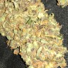 семена конопли в интернете Auto Big Bud feminised Ganja Live Seeds