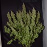 семена конопли дешево Auto Big Bud feminised Ganja Live Seeds