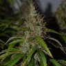 семена конопли наложенным платежом Auto Big Bud feminised Ganja Live Seeds