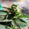 Семена конопли Auto Critical feminised GanjaLiveSeeds