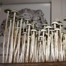 псилоцибиновый гриб споры выращивание Panaeolus Cyanescens Wild Coast African