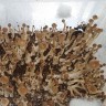где заказать оттиск псилоцибиновых грибов F+