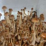 заказать споры псилоцибиновых грибов F+ почтой