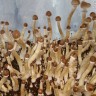 заказать качественные споры псилоцибиновых грибов F+