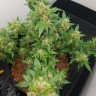 семена конопли марихуаны Auto Big Devil feminised GanjaLiveSeeds