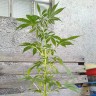 Качественные семена конопли Auto AK 49 feminised GanjaLiveSeeds