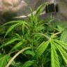 Семена конопли для новичков Auto AK 49 feminised GanjaLiveSeeds