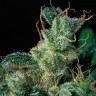 Семена марихуаны не дорого Auto Kali Mist feminised Ganja Seeds