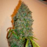 Семена марихуаны Auto Kali Mist feminised Ganja Seeds