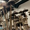 завели дело за приобретение спор псилоцибиновых грибов Panaeolus Cyanescens Alabama