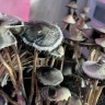 споры псилоцибиновый Panaeolus Cyanescens Alabama